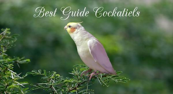 best cockatiels cage guide