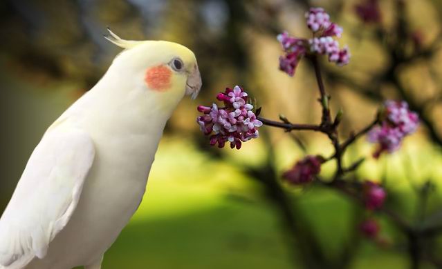 birds cockatiels