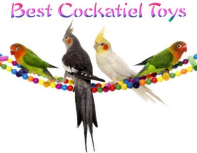 best cockatiel toys reviews