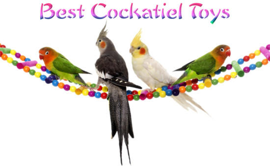 10 Best Toys for Cockatiels to will 