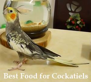 best food for cockatiels