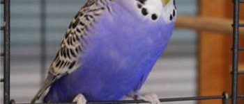 best budgie cage reviews