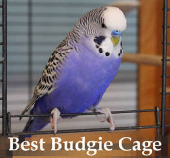 bird cage for two budgies