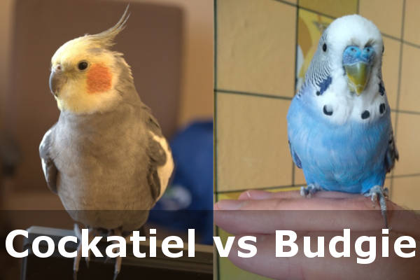 bird cockatiel vs budgie