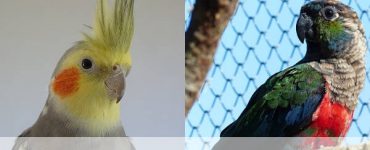 cockatiel vs conure intelligence