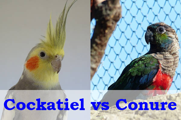 cockatiel vs conure intelligence
