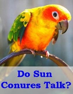 conures talking abilities