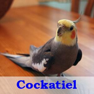  typer av cockatiels fåglar