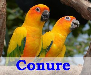 typer av conures fugler