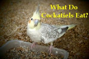 what do cockatiels eat for treats