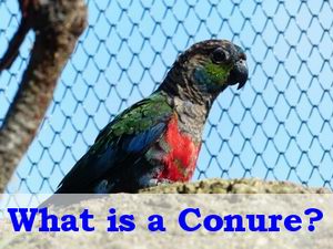  was ist ein conure Papagei