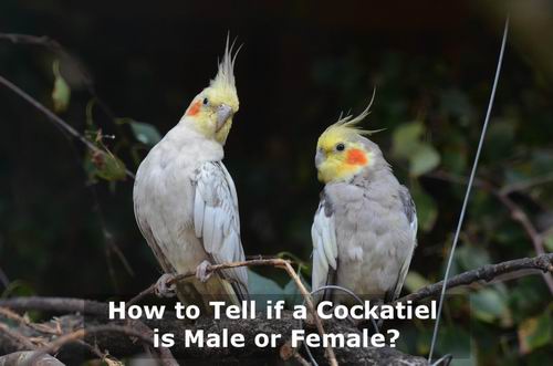 cockatiel bird male and female