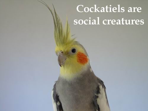 friend cockatiel 