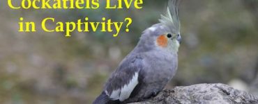 how long do cockatiels life in captivity