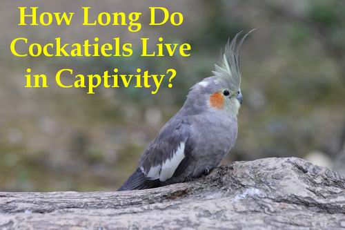 how long do cockatiels live in captivity