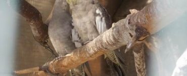 male vs female cockatiel