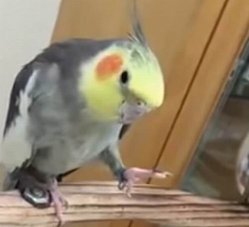 clipping cockatiel wings and nails