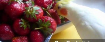 can cockatiels eat strawberries
