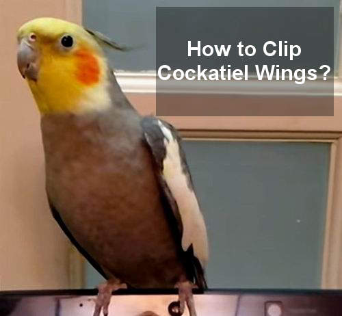 How To Clip Cockatiel Wings And Nails 4346