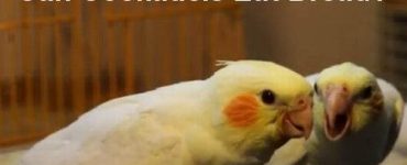 can cockatiels eat bread