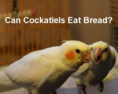 can cockatiels eat bread