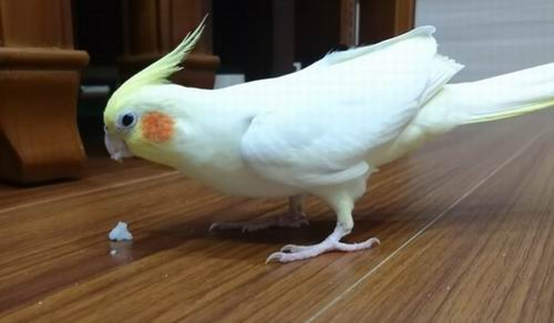 what do cockatiels eat for treats