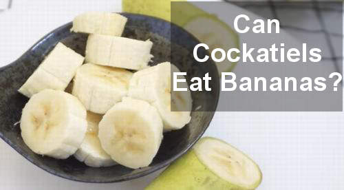 can cockatiels eat bananas 