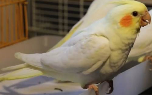 what do cockatiels eat