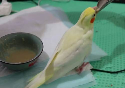 what can i give my cockatiel to eat