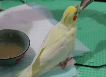 what do cockatiels eat for treats