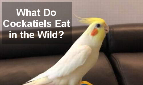 what do cockatiels eat in the wild