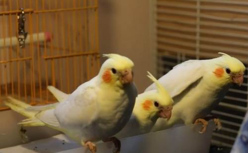 what vegetables can cockatiels eat