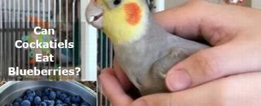 can cockatiels eat blueberries