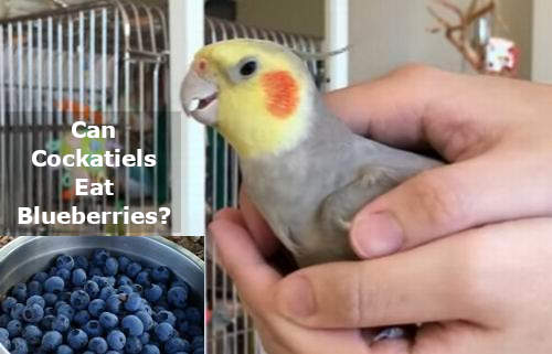 can cockatiels eat blueberries