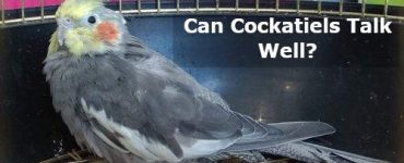 can cockatiels talk