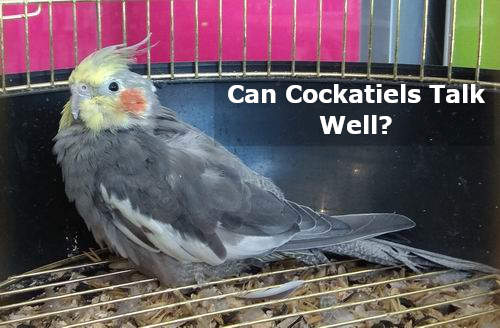 can cockatiels talk