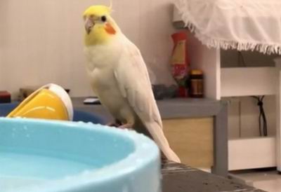 cockatiels and water