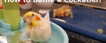 how to bathe a cockatiel