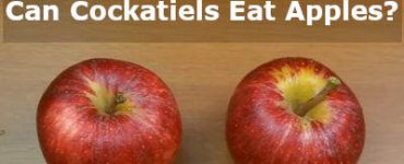 can cockatiels eat apples or no