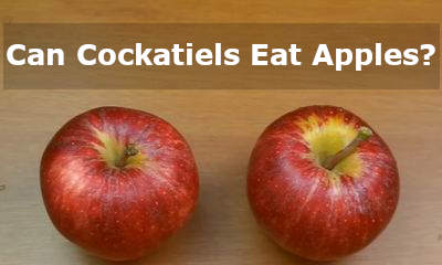 can cockatiels eat apples or no