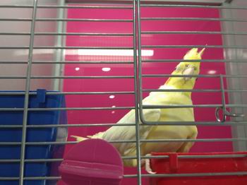 can a cage be too big for a cockatiel