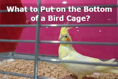 what to put on the bottom of a bird cage