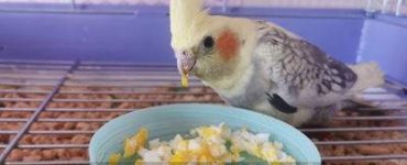 can cockatiels eat scrambled eggs