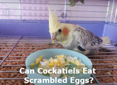 can cockatiels eat scrambled eggs