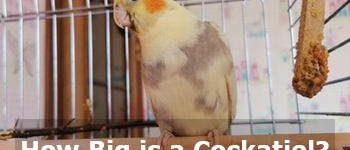 how big is a cockatiel