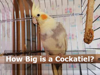 how big is a cockatiel
