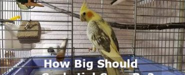 how big should a cockatiel cage be