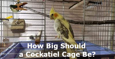 how big should a cockatiel cage be