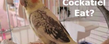 what can cockatiel eat