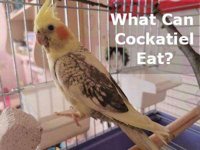 what can cockatiel eat 